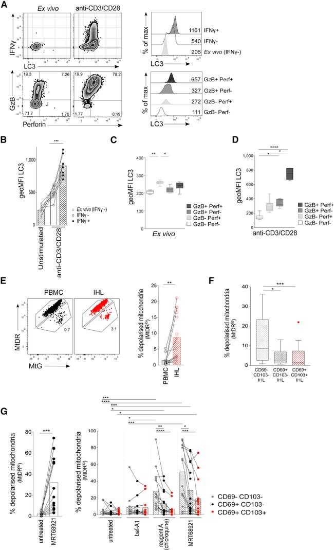 CD3 Antibody in T-Cell Activation (TCA)