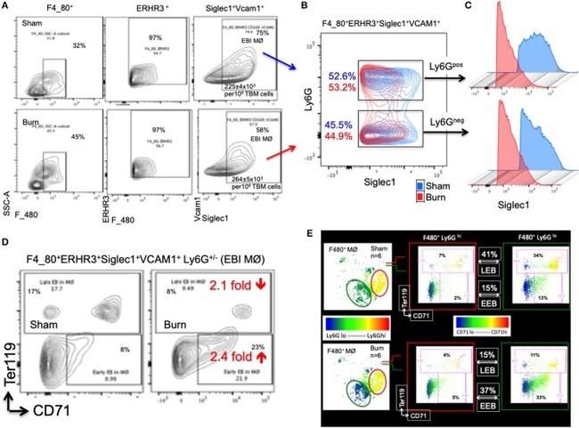 F4/80 Antibody in Flow Cytometry (Flow)