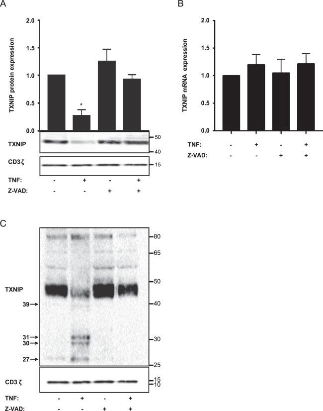 CD3 Antibody in Western Blot (WB)