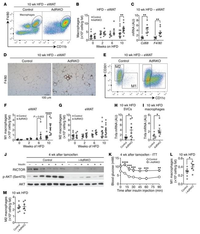 F4/80 Antibody in Flow Cytometry (Flow)