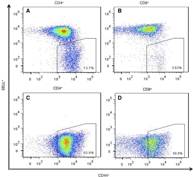 CD44 Antibody in Flow Cytometry (Flow)