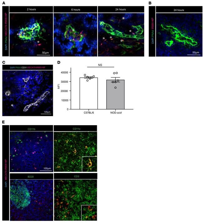 CD3 Antibody in Immunocytochemistry, Immunohistochemistry (ICC/IF, IHC)