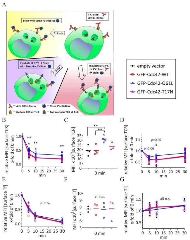 CD3 Antibody in Flow Cytometry (Flow)