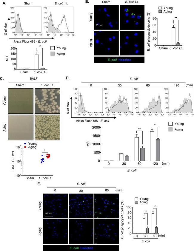 F4/80 Antibody in Flow Cytometry (Flow)