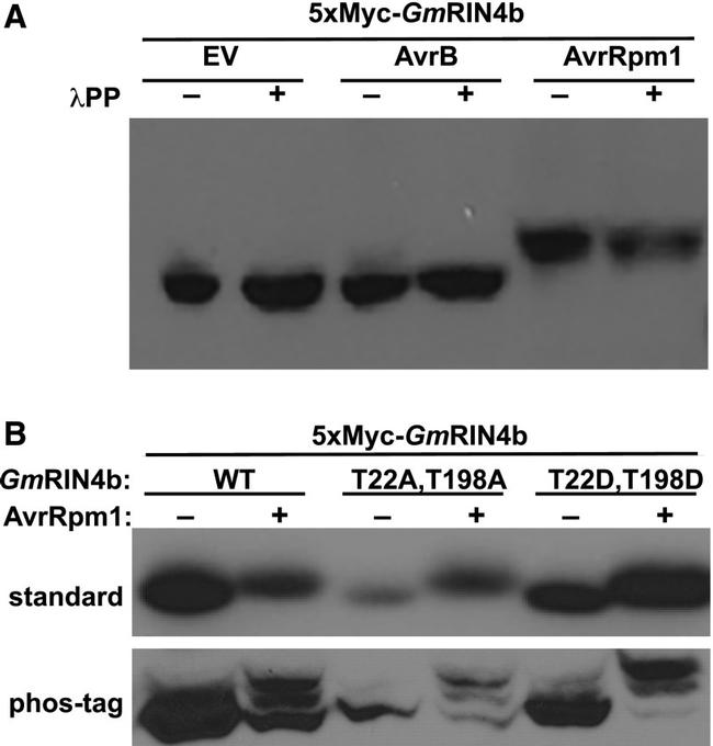 c-Myc Antibody in Western Blot (WB)