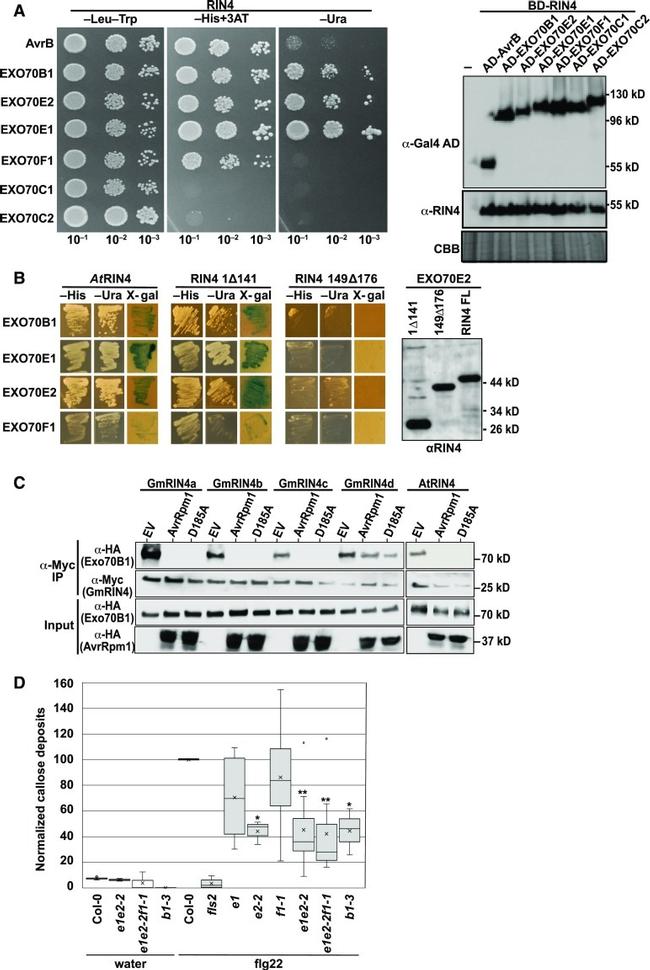 c-Myc Antibody in Immunoprecipitation (IP)