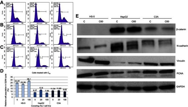 PCNA Antibody in Western Blot (WB)