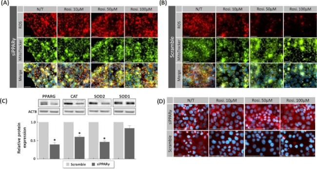 PPAR gamma Antibody