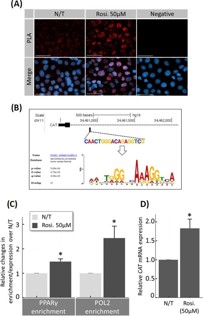 PPAR gamma Antibody in Immunoprecipitation, ChIP Assay (IP, ChIP)