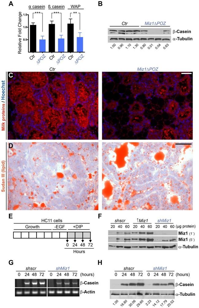 alpha Tubulin Antibody in Western Blot (WB)