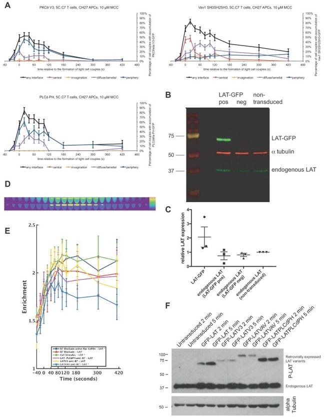 alpha Tubulin Antibody in Western Blot (WB)