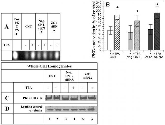 alpha Tubulin Antibody in Western Blot (WB)