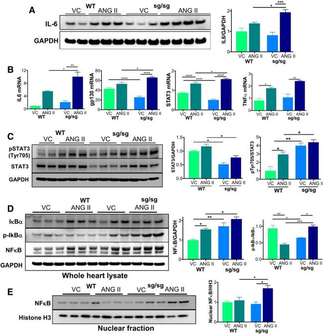 Phospho-STAT3 (Ser727) Antibody in Western Blot (WB)