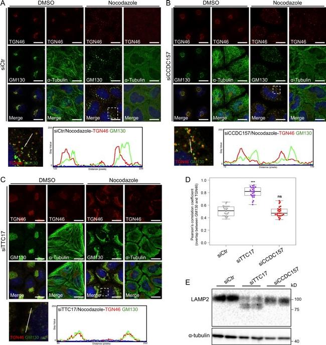 alpha Tubulin Antibody in Western Blot (WB)