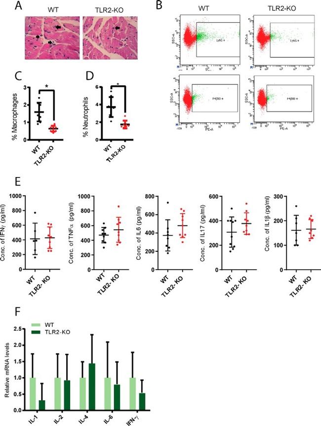 F4/80 Antibody in Flow Cytometry (Flow)