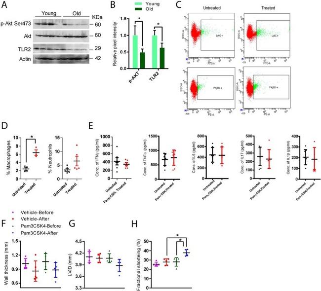 F4/80 Antibody in Flow Cytometry (Flow)