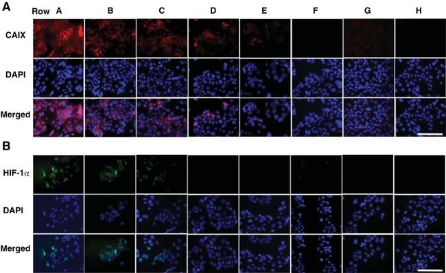 HIF1A Antibody in Immunocytochemistry (ICC/IF)