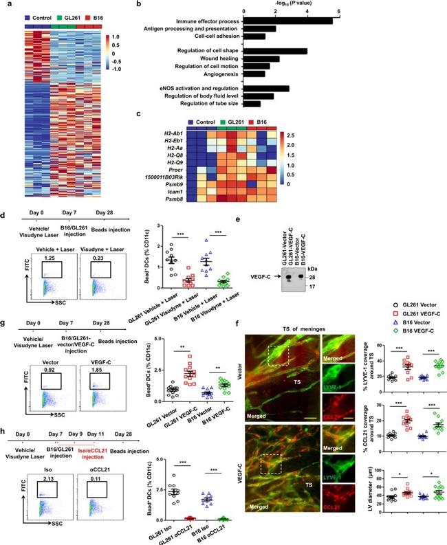 MHC Class II (I-A/I-E) Antibody in Flow Cytometry (Flow)