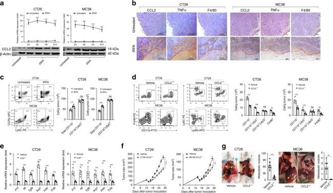 CD11b Antibody in Flow Cytometry (Flow)