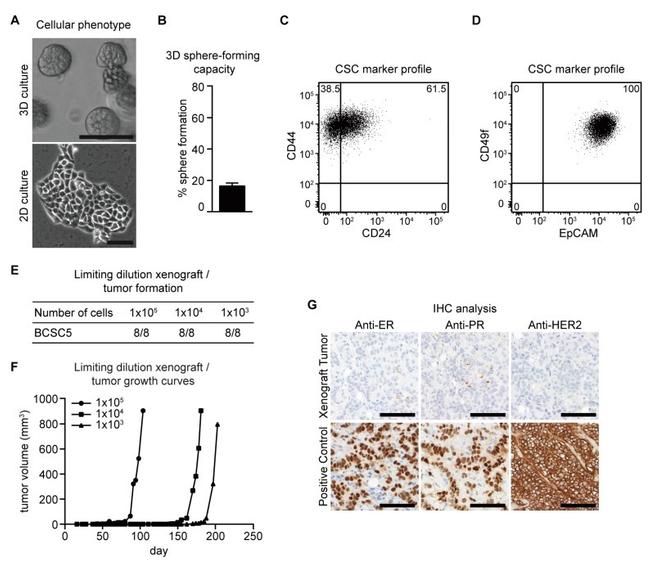 CD44 Antibody in Flow Cytometry (Flow)