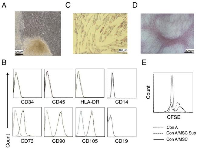 CD45 Antibody in Flow Cytometry (Flow)