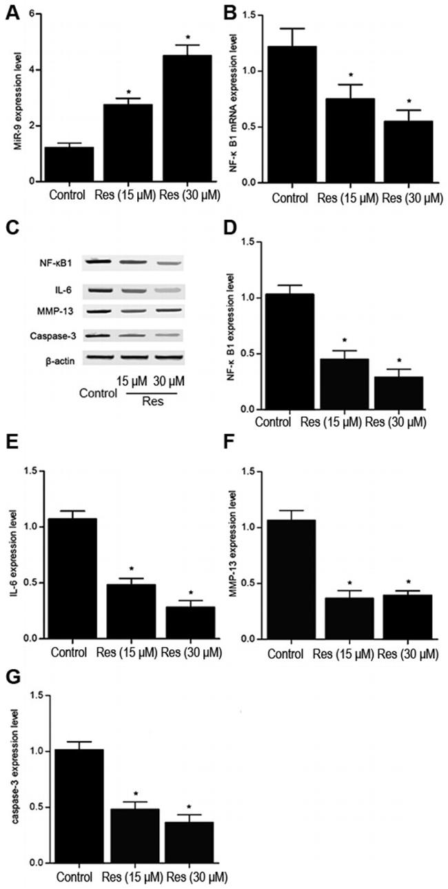 IL-6 Antibody in Western Blot (WB)