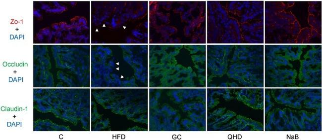 Occludin Antibody in Immunocytochemistry (ICC/IF)