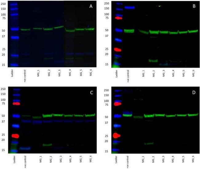 alpha Tubulin Antibody in Western Blot (WB)