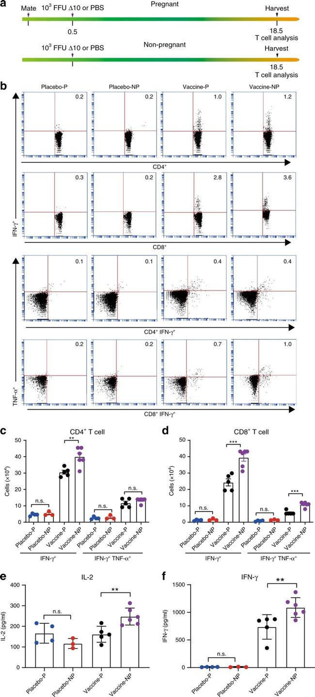 CD3e Antibody in Flow Cytometry (Flow)