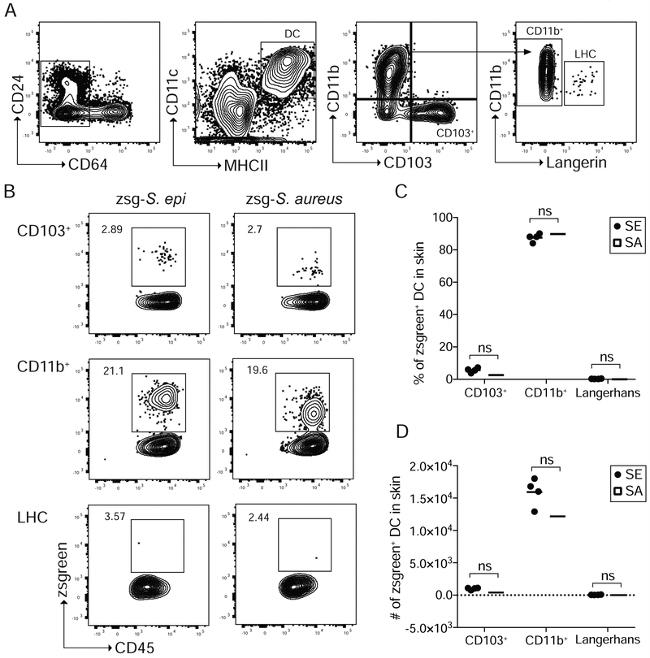 MHC Class II (I-A/I-E) Antibody in Flow Cytometry (Flow)