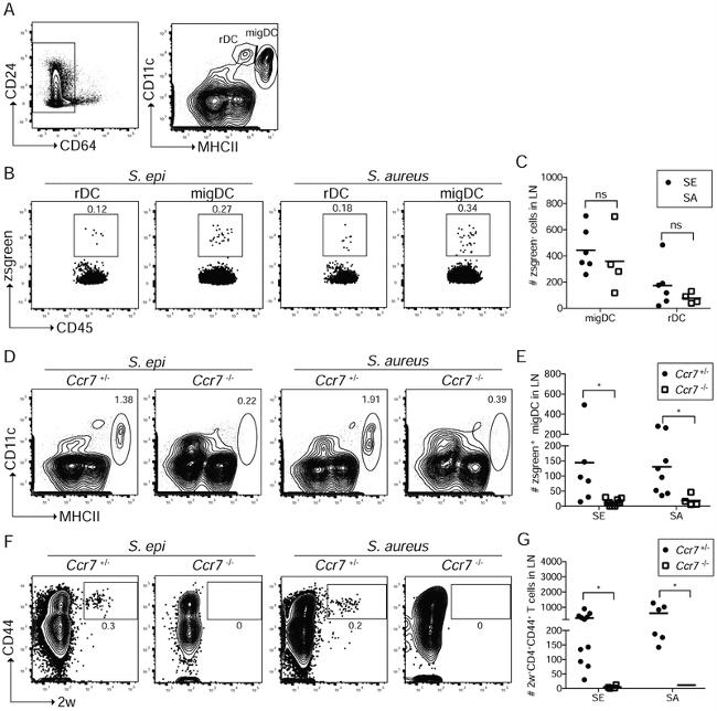 MHC Class II (I-A/I-E) Antibody in Flow Cytometry (Flow)