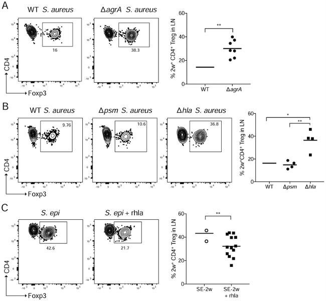 CD44 Antibody in Flow Cytometry (Flow)