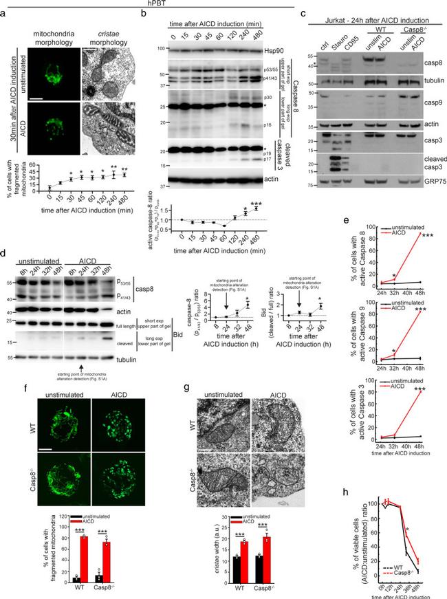 CD3 Antibody in T-Cell Activation (TCA)