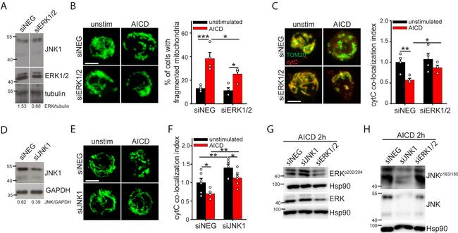 CD3 Antibody in T-Cell Activation (TCA)