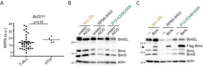 CD3 Antibody in T-Cell Activation (TCA)