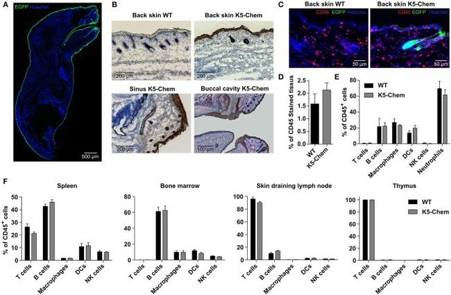 CD45 Antibody in Immunohistochemistry, Flow Cytometry (IHC, Flow)