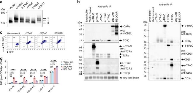 CD3 Antibody in Western Blot (WB)