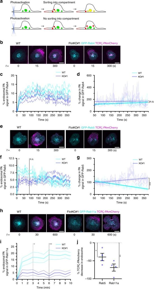 CD3 Antibody in T-Cell Activation (TCA)