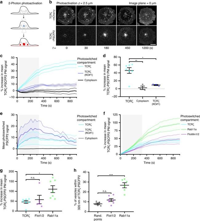 CD3 Antibody in T-Cell Activation (TCA)