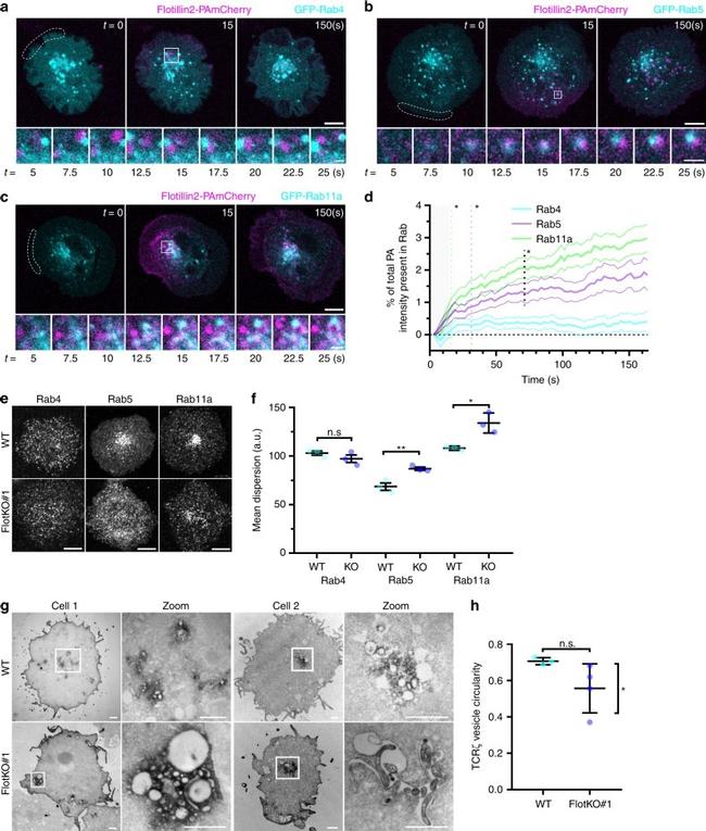 CD3 Antibody in T-Cell Activation (TCA)