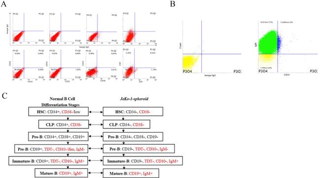 CD3 Antibody in Flow Cytometry (Flow)