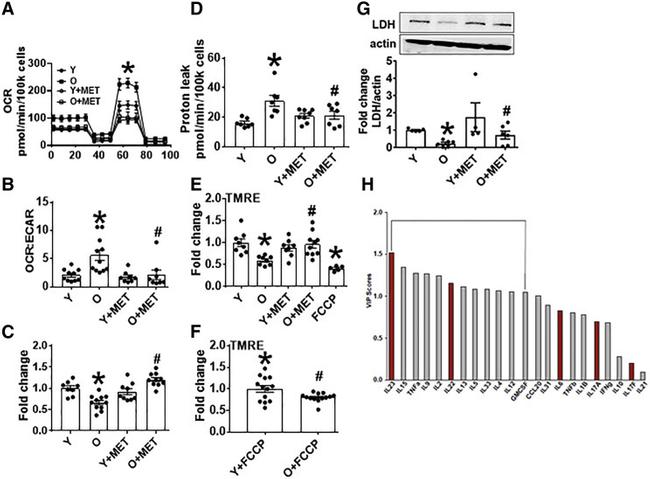 CD3 Antibody in T-Cell Activation (TCA)