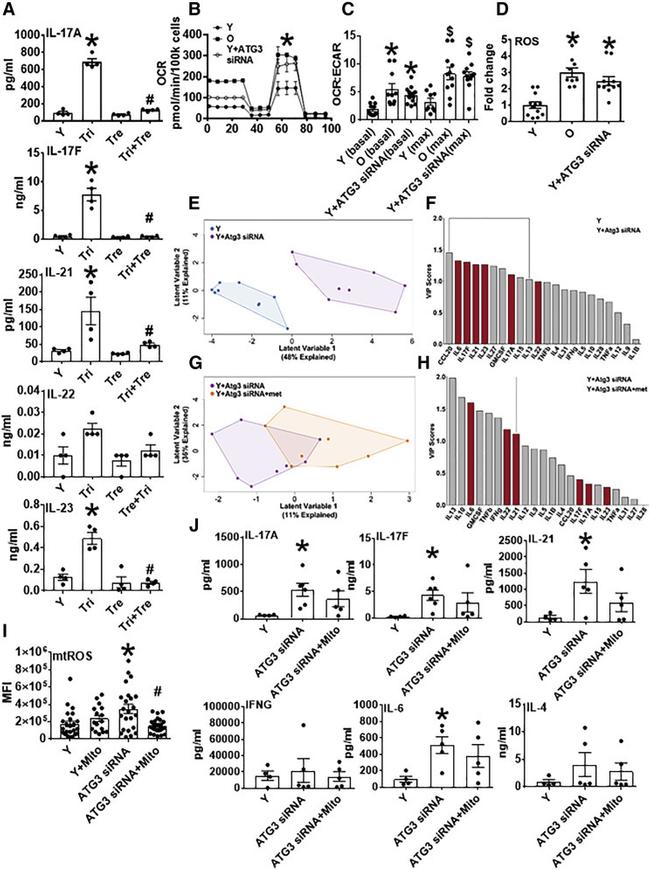 CD3 Antibody in T-Cell Activation (TCA)