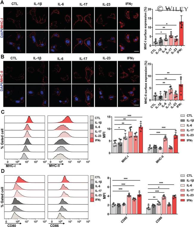 MHC Class II (I-A/I-E) Antibody in Flow Cytometry (Flow)