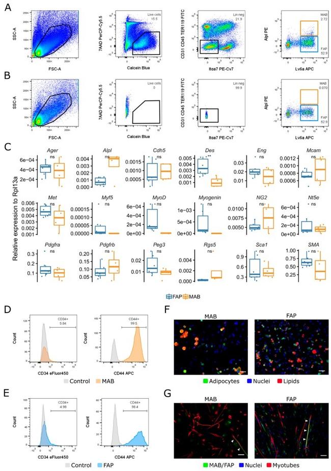 CD44 Antibody in Flow Cytometry (Flow)