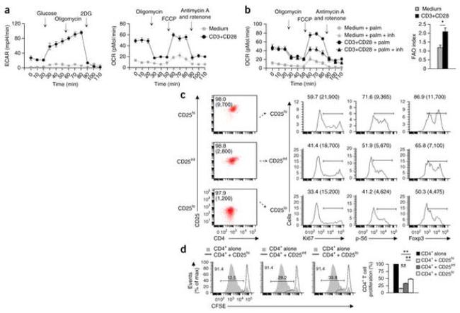 FOXP3 Antibody in Flow Cytometry (Flow)