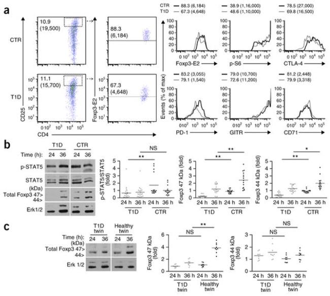 FOXP3 Antibody in Western Blot, Flow Cytometry (WB, Flow)