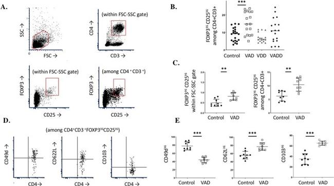 FOXP3 Antibody in Flow Cytometry (Flow)