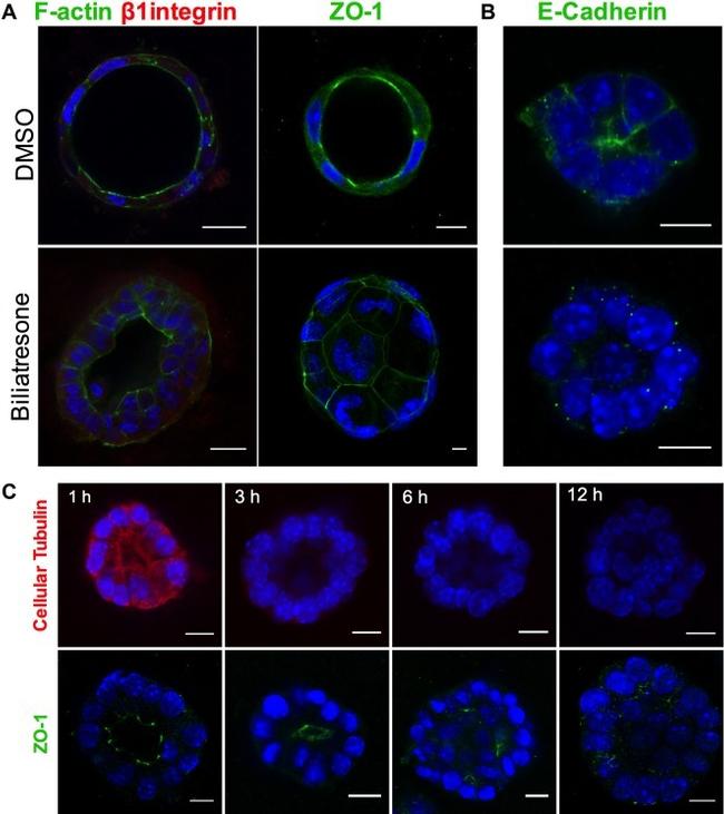 F4/80 Antibody in Immunocytochemistry (ICC/IF)