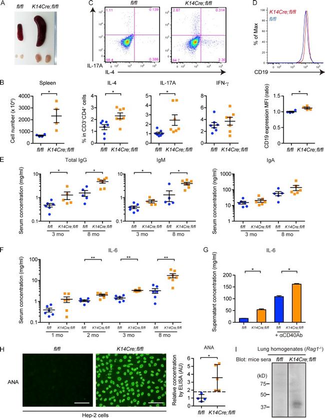 CD45R (B220) Antibody in Flow Cytometry (Flow)